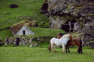 During the day and standing on the green grass, white and brown horse
